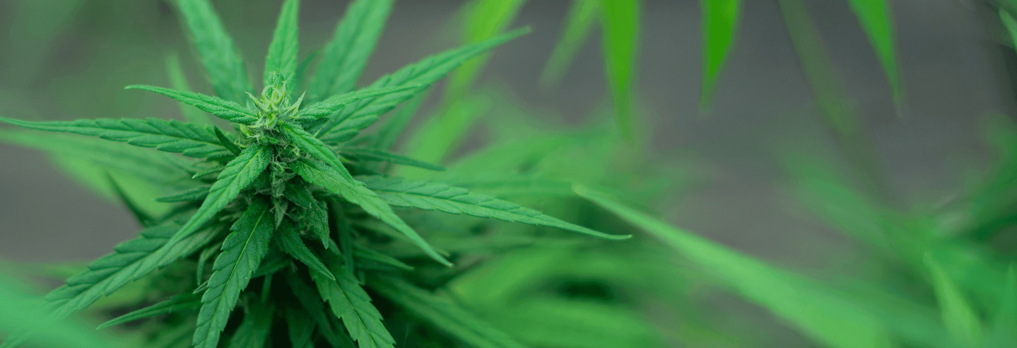 Cannabispflanze Hintergrundbild